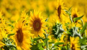 Floarea soarelui - Pexels