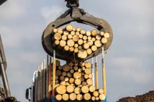 lemne HS Timber Group
