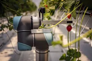 ferma ai robot digital agricultura cehia capsune